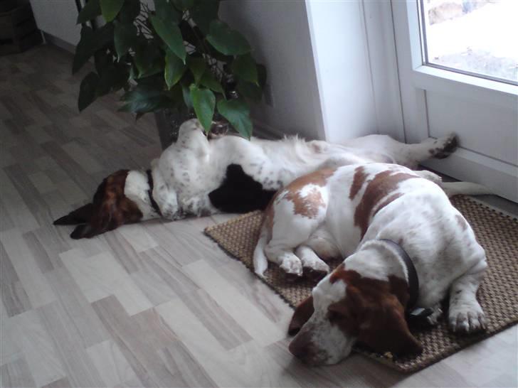 Basset hound Bobass Monty billede 6