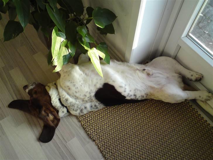 Basset hound Bobass Monty billede 7