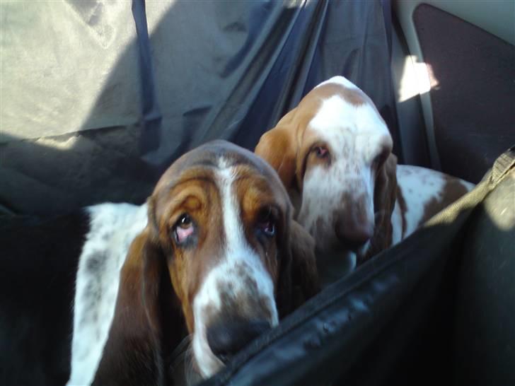Basset hound Bobass Monty billede 8