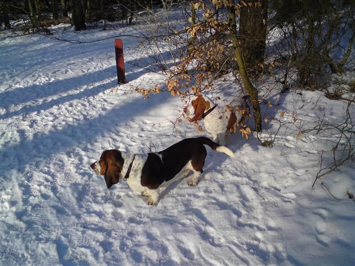 Basset hound Bobass Monty billede 9