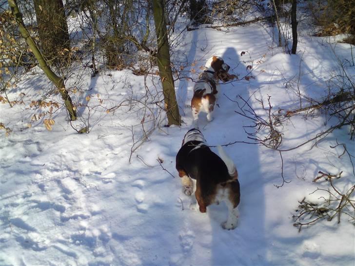 Basset hound Bobass Monty billede 10
