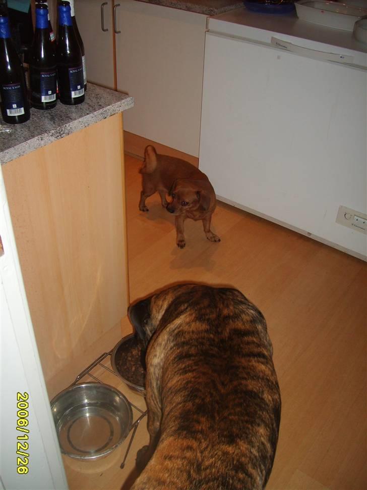 Boerboel Anasha Zanto billede 19