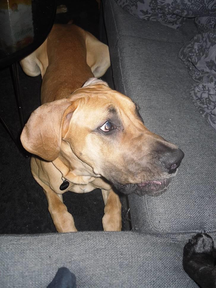 Grand danois Canto - Hmm hvem er oppe i sofaen billede 9