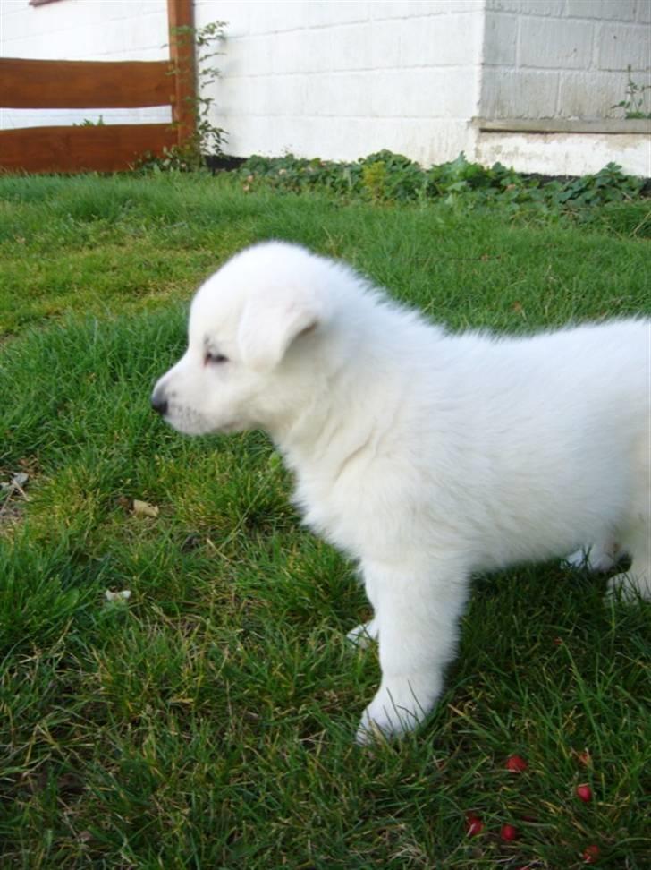 Hvid schæfer Enook billede 6