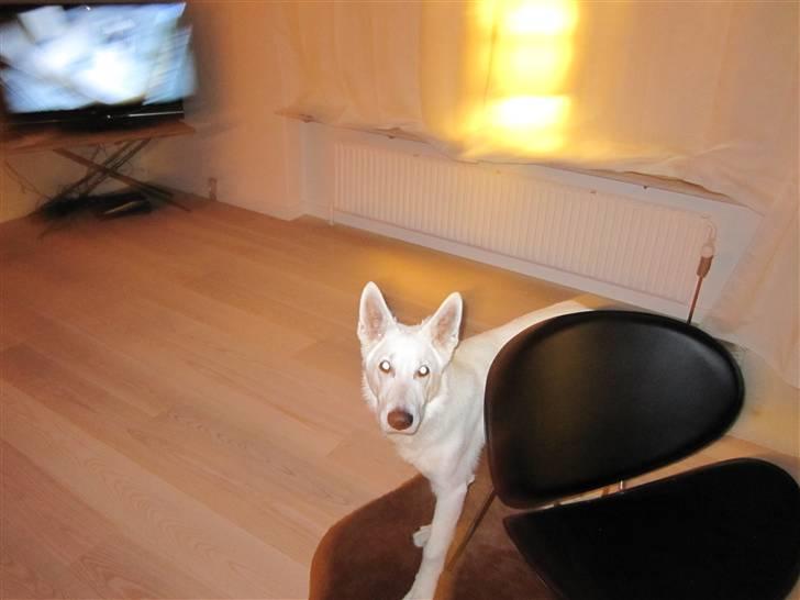 Hvid schæfer Enook billede 7