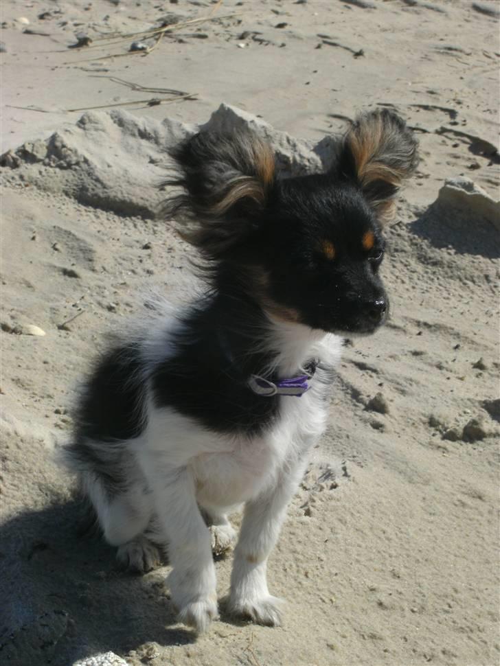 Papillon mille billede 1