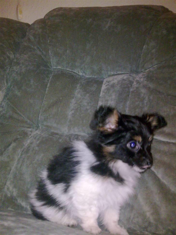 Papillon mille billede 2