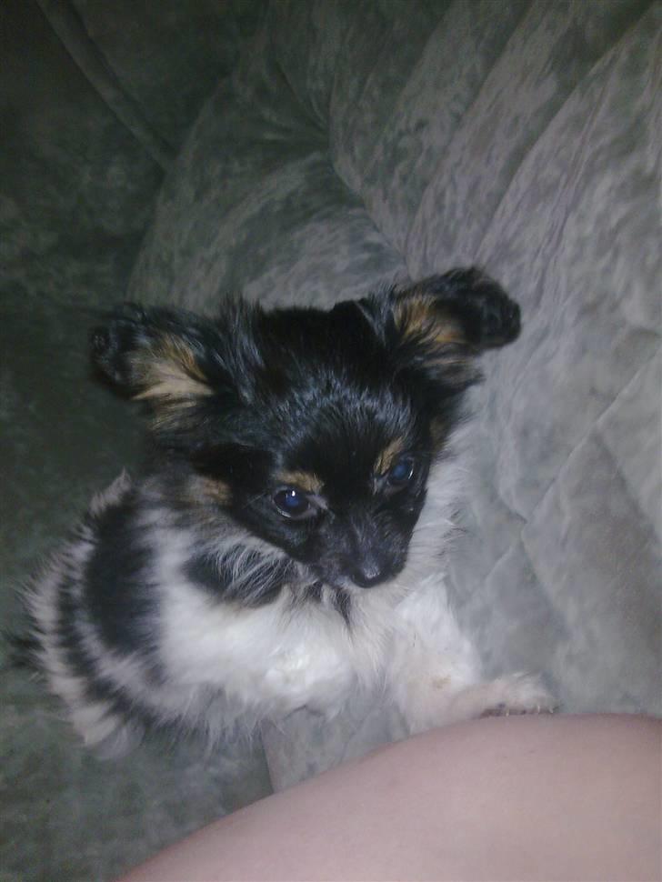 Papillon mille billede 3