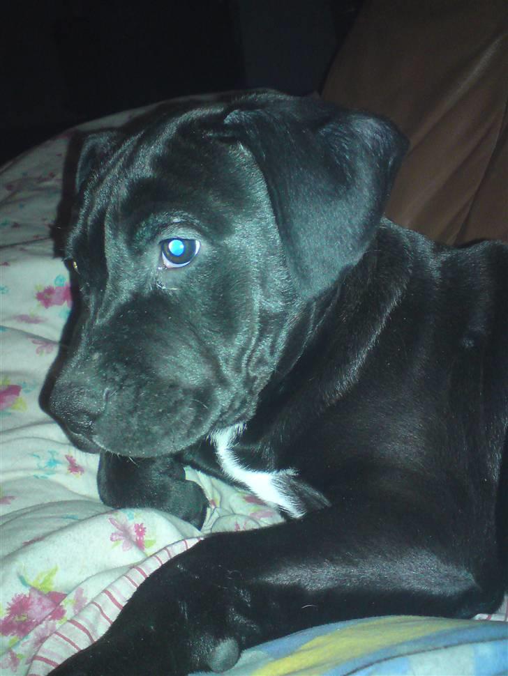 Blanding af racer Gismo - mig kan man da bare ikke stå for billede 1