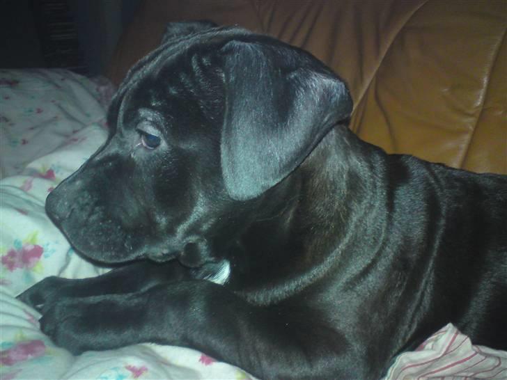 Blanding af racer Gismo - jeg er da så tyg men lækker  billede 2