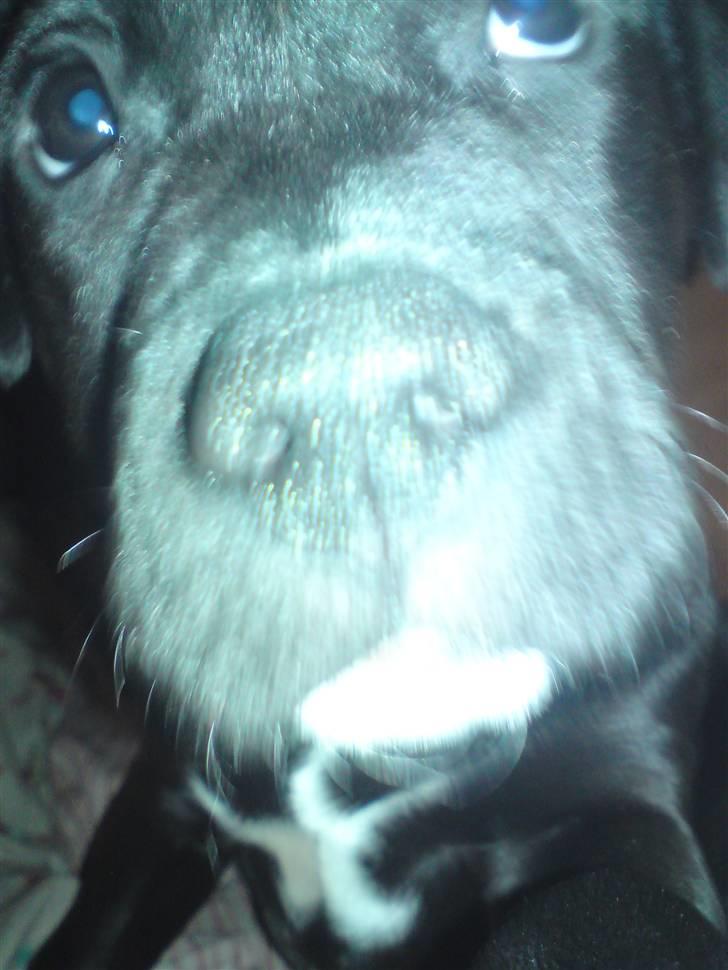 Blanding af racer Gismo - se mmig se mig billede 3