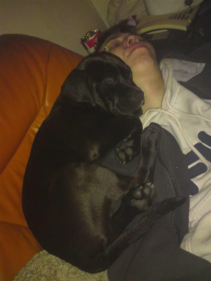 Blanding af racer Gismo - helt ærlig far ryg dig nu lige lidt billede 4