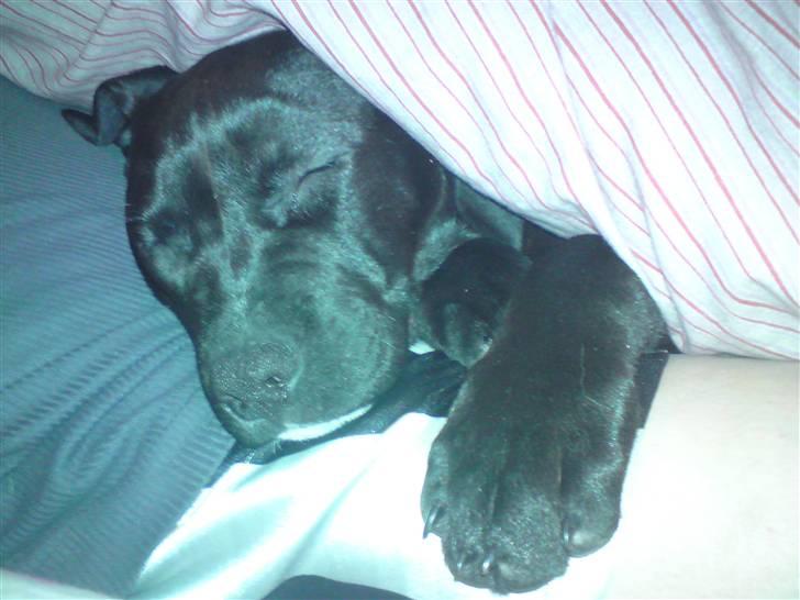 Blanding af racer Gismo - nu kan jeg altså  ikke mere i dag nu skal  jeg altså bare sove billede 5