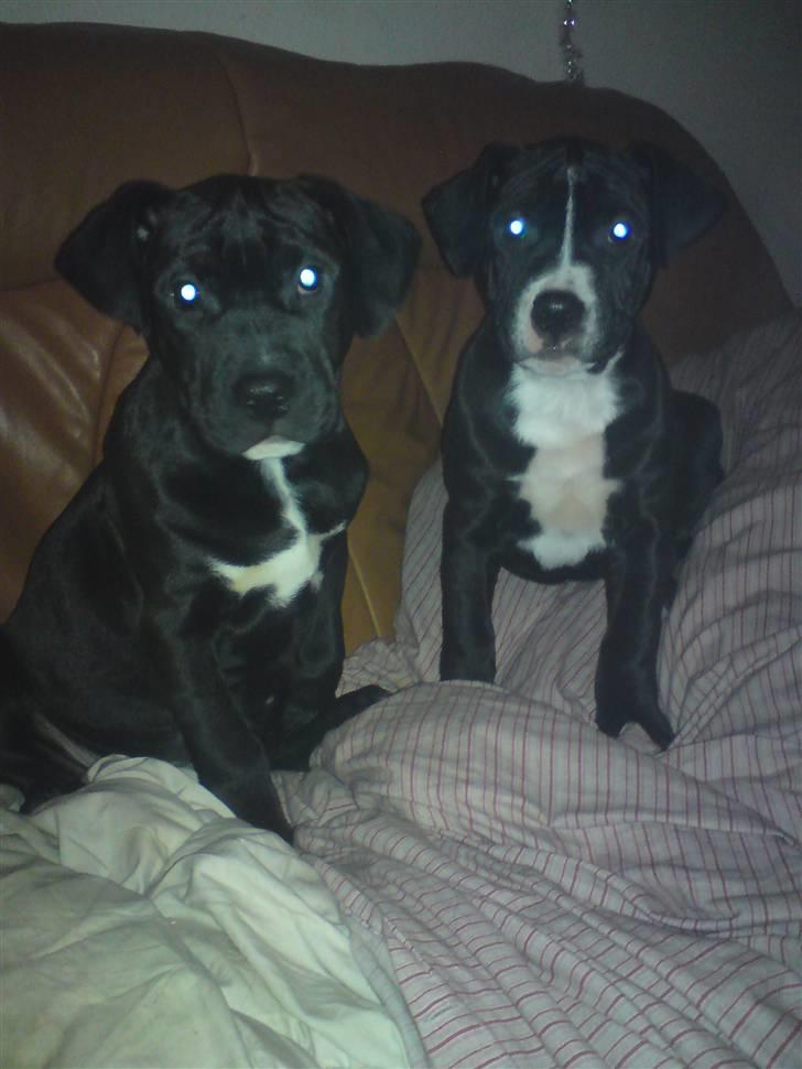 Blanding af racer Gismo - mig og min afdøde bror mand sov sødt boro mand billede 6