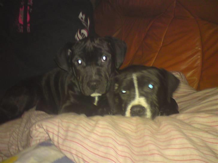 Blanding af racer Gismo - mig af afdøde brormand billede 7