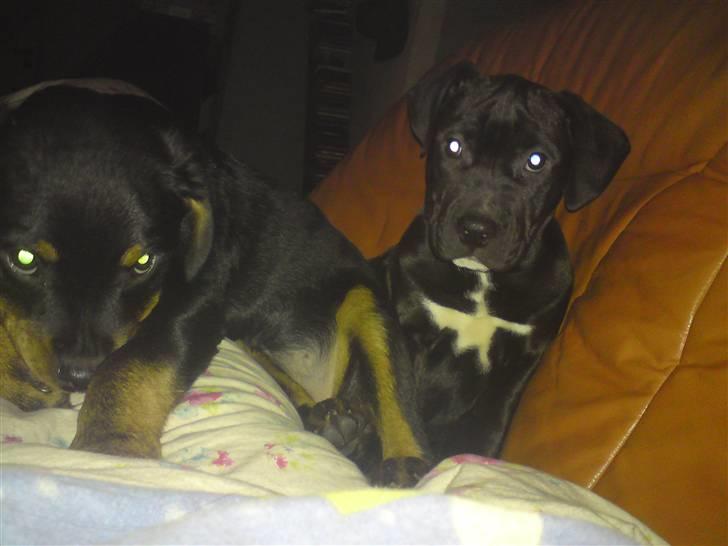 Blanding af racer Gismo - mig og min elskede afdøde søs (hunde syge hat taget 2 af mine dejlige sødkende) billede 8