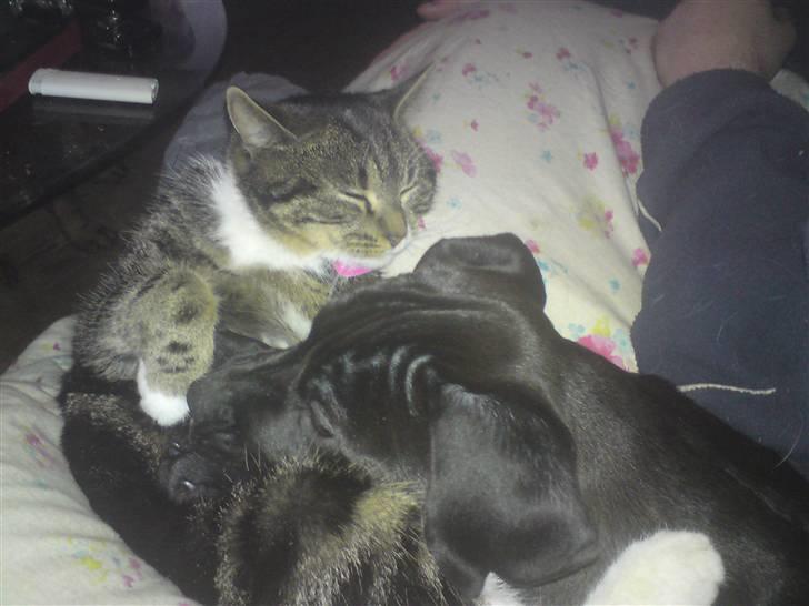 Blanding af racer Gismo - mig og min dejlige store søster nu har jeg drillede hande hele dagen så nu er vi trætte billede 9