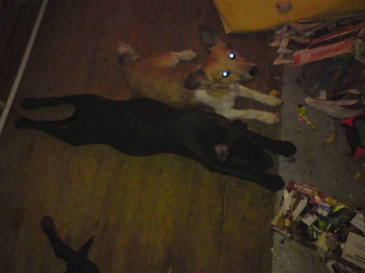 Blanding af racer Gismo - se mig jeg er en lille frø billede 10