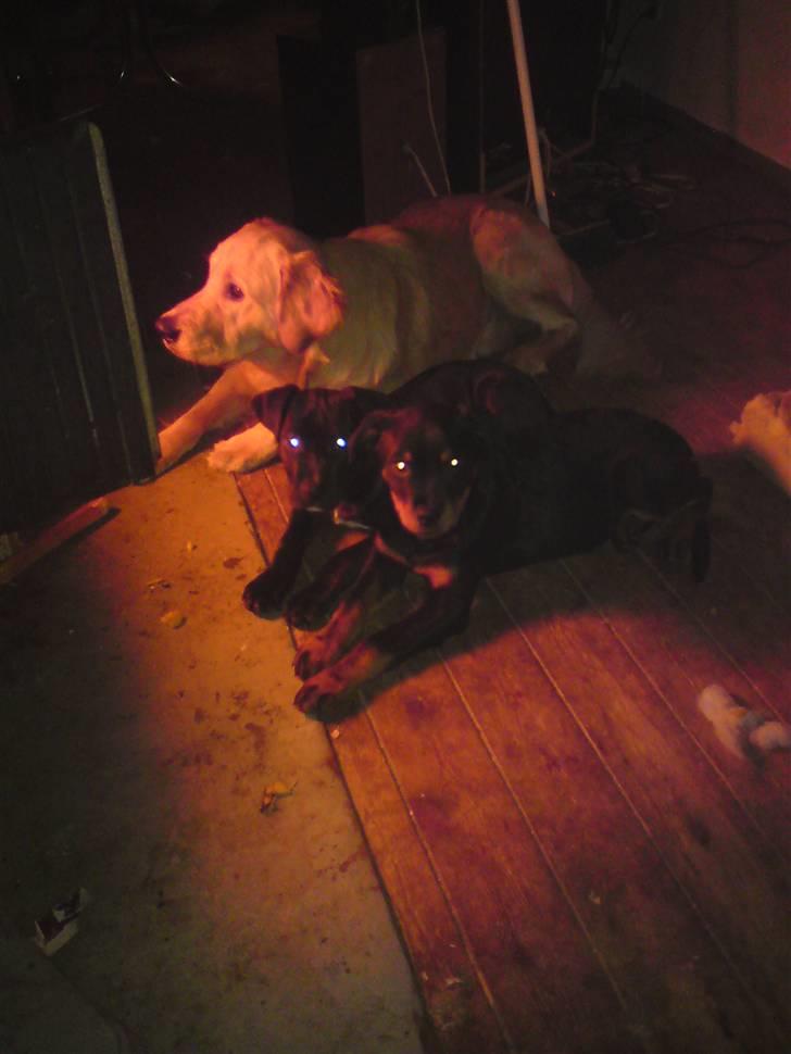 Blanding af racer Gismo - vi elsker bar den dejlige varme bedre bliver det bare ikke billede 11