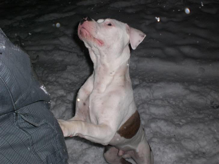 Amerikansk staffordshire terrier  R.I.P. herbie billede 4