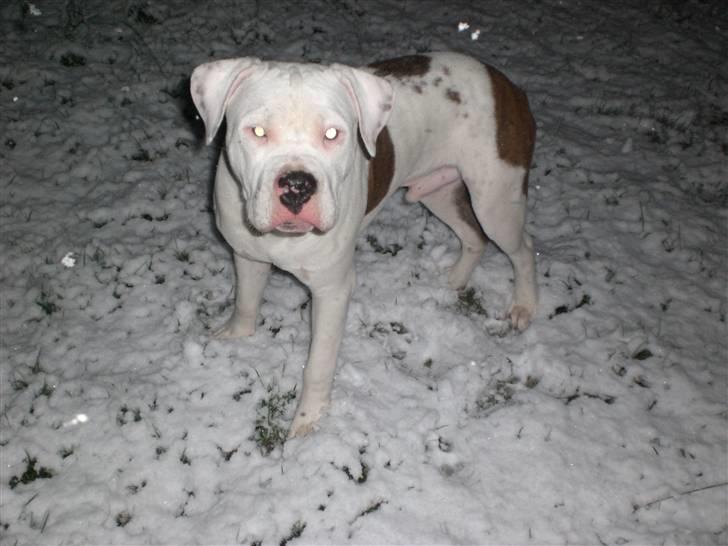 Amerikansk staffordshire terrier  R.I.P. herbie billede 5