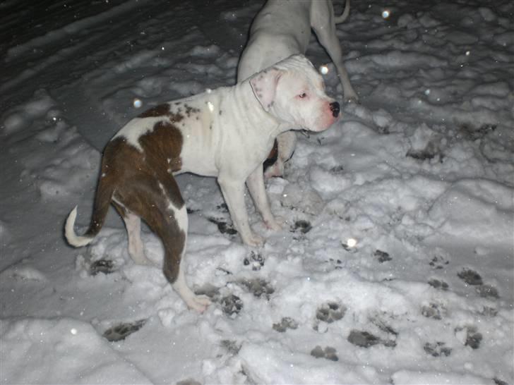 Amerikansk staffordshire terrier  R.I.P. herbie billede 6