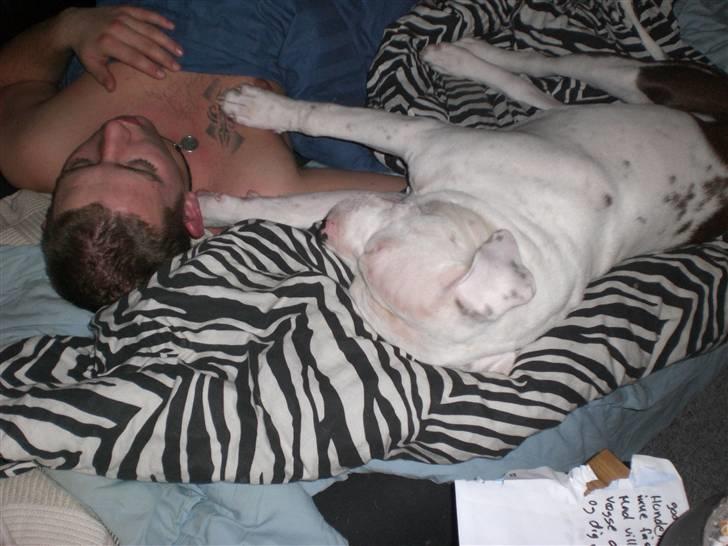 Amerikansk staffordshire terrier  R.I.P. herbie billede 7