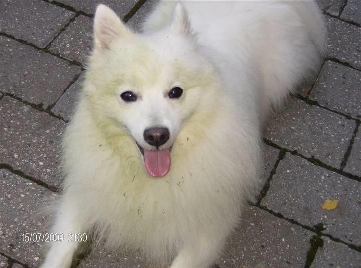 Japansk spids kato - er jeg ikke sød billede 8