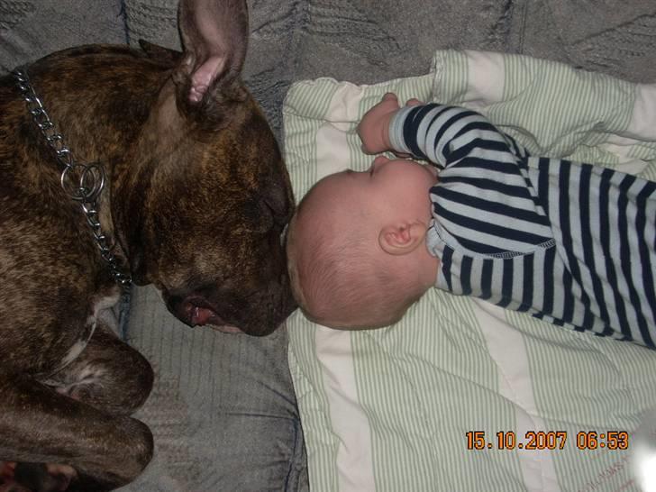 Amerikansk staffordshire terrier Chica billede 1