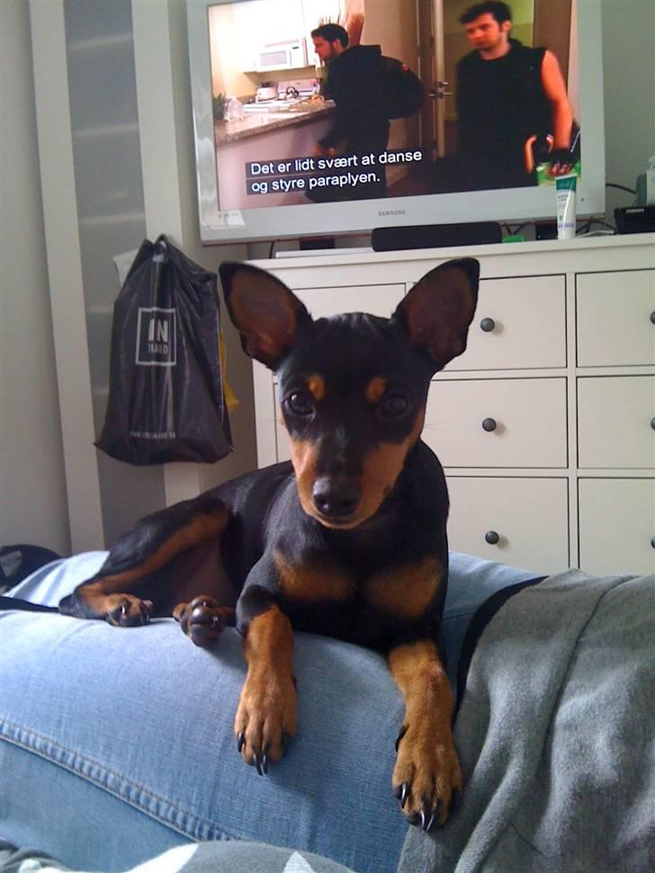 Dvaergpinscher Melua billede 11