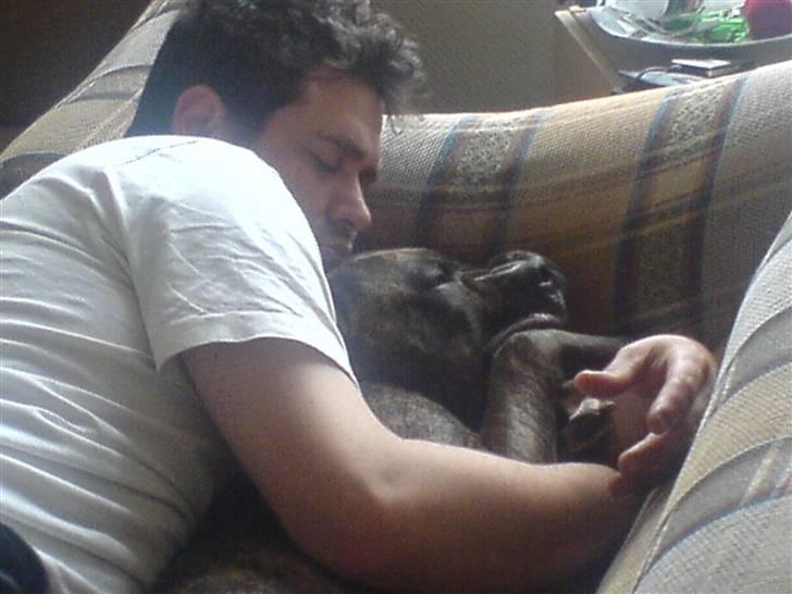 Amerikansk staffordshire terrier Chica billede 5