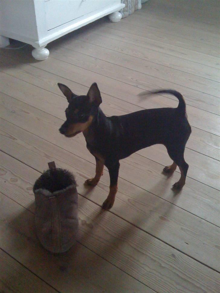 Dvaergpinscher Melua billede 12