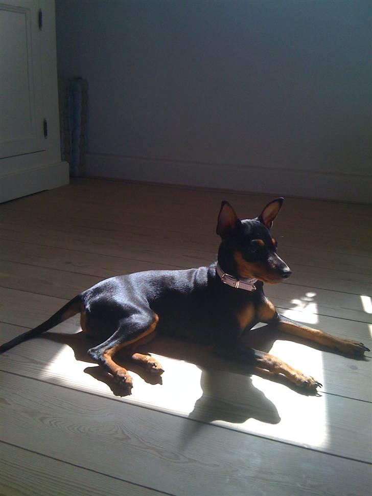 Dvaergpinscher Melua billede 13