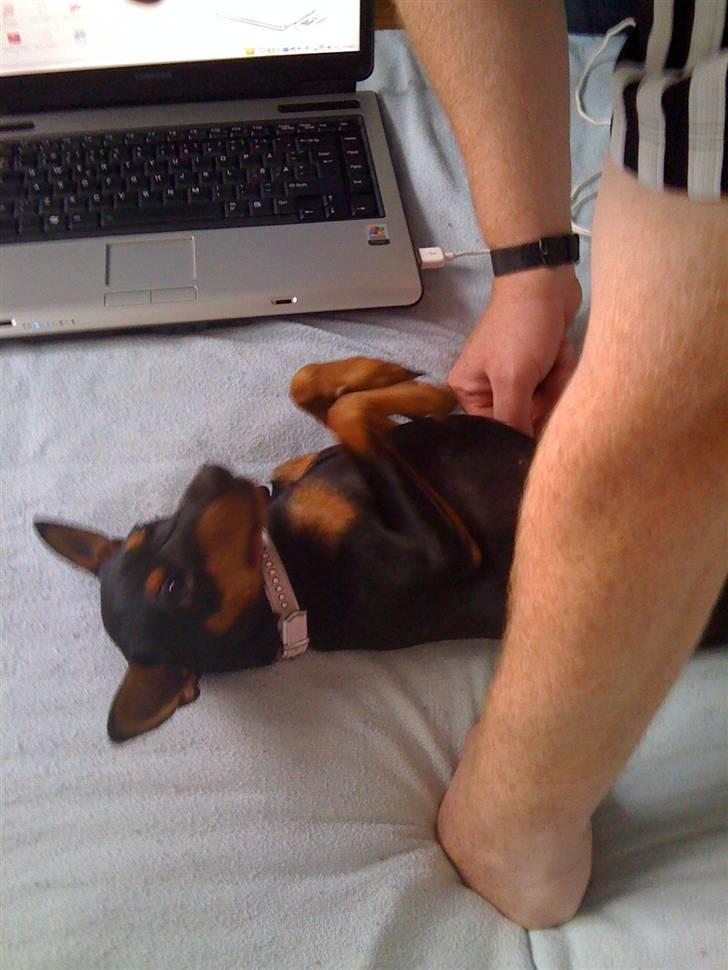 Dvaergpinscher Melua billede 14