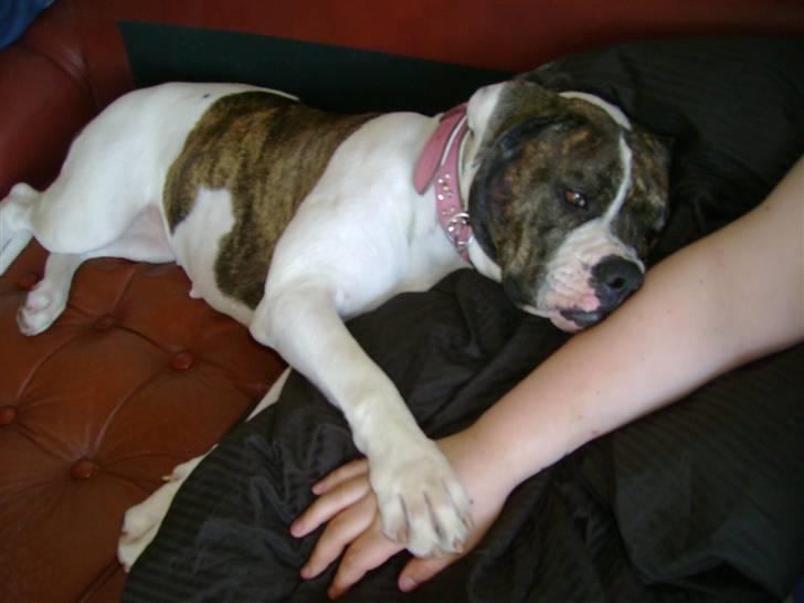 Amerikansk bulldog Topp`s Magic Star.. R.I.P - Baby`s sidste dag billede 14