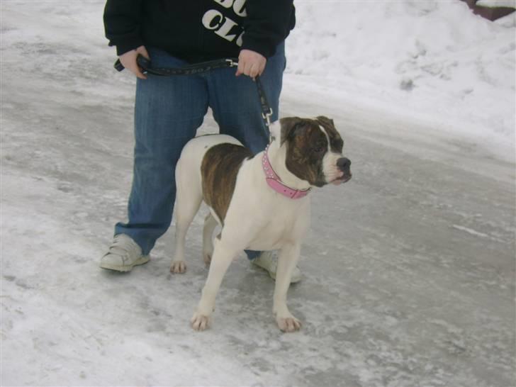 Amerikansk bulldog Topp`s Magic Star.. R.I.P billede 15