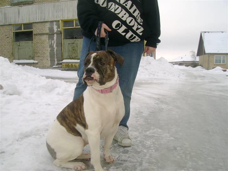 Amerikansk bulldog Topp`s Magic Star.. R.I.P billede 16