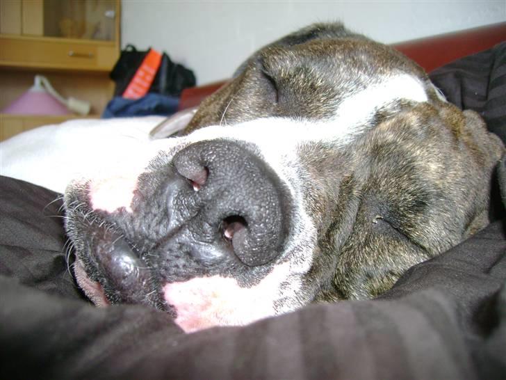 Amerikansk bulldog Topp`s Magic Star.. R.I.P - Baby`s sidste dag billede 17