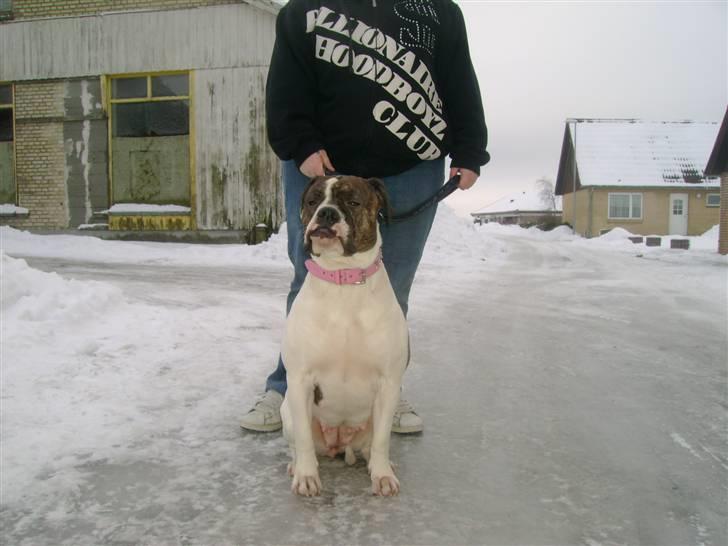 Amerikansk bulldog Topp`s Magic Star.. R.I.P billede 18