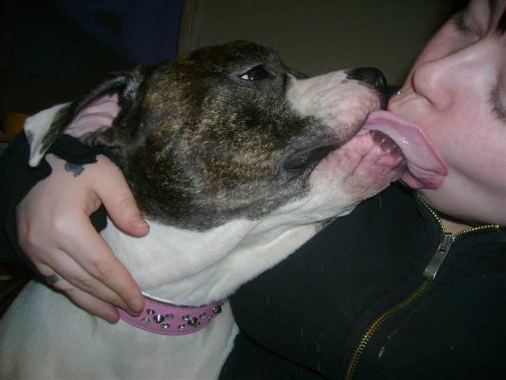 Amerikansk bulldog Topp`s Magic Star.. R.I.P - Stort mys til mor :) billede 19