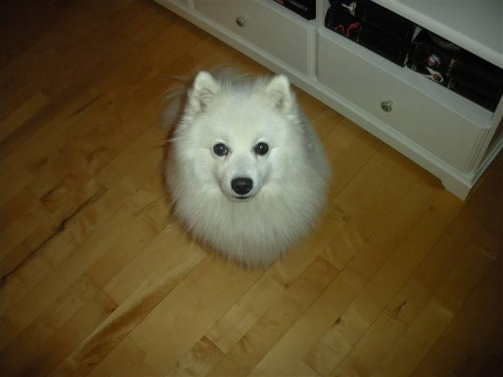 Japansk spids Wilbur billede 14