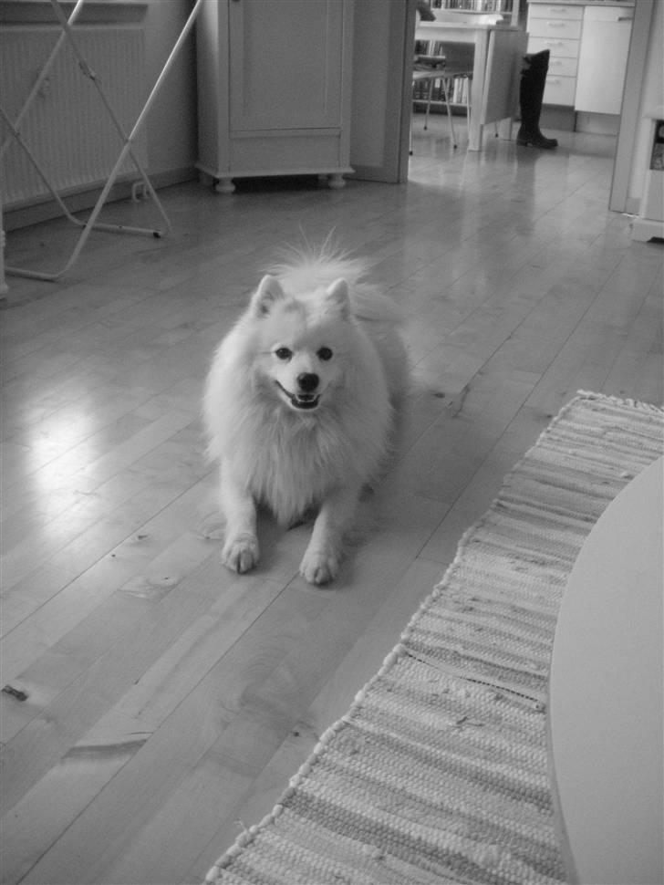 Japansk spids Wilbur billede 15