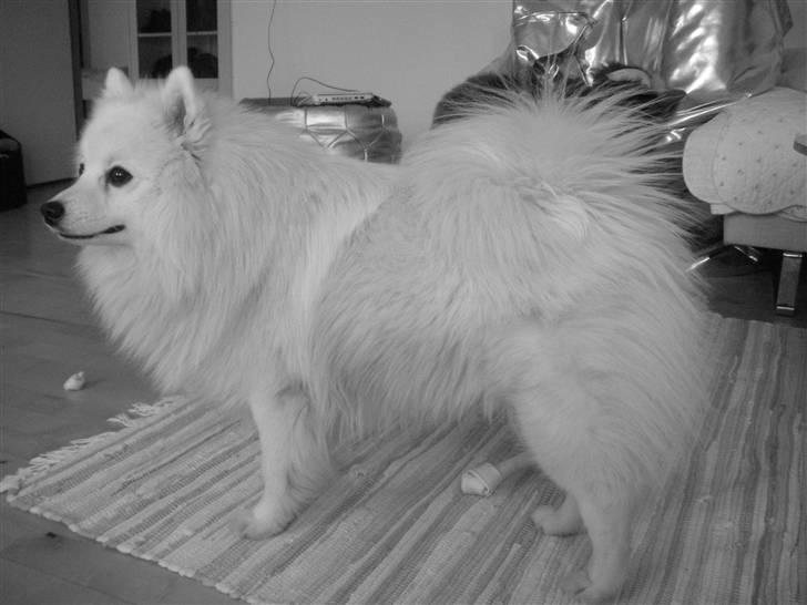 Japansk spids Wilbur billede 16