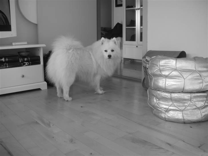 Japansk spids Wilbur billede 17