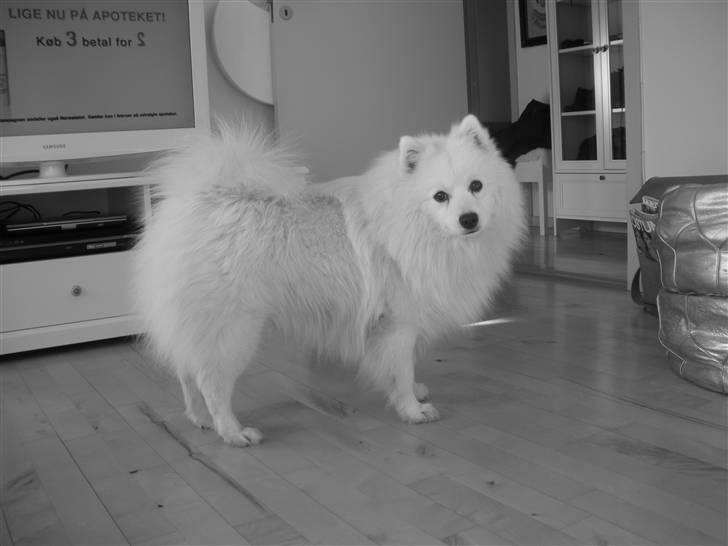 Japansk spids Wilbur billede 18