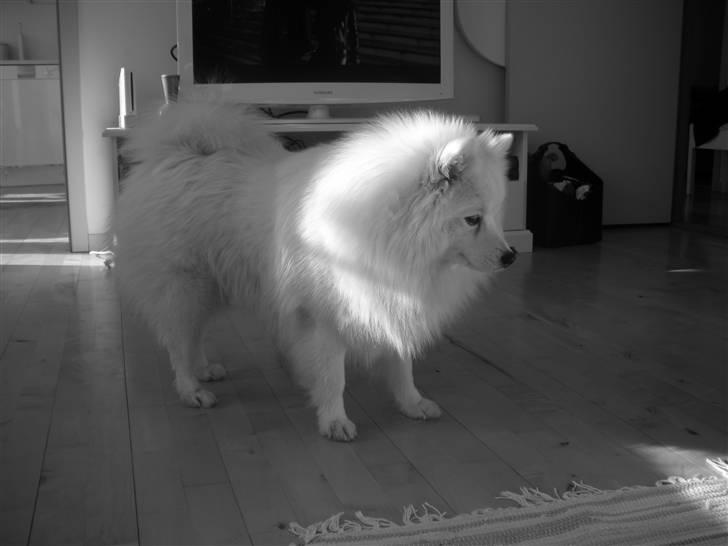 Japansk spids Wilbur billede 19