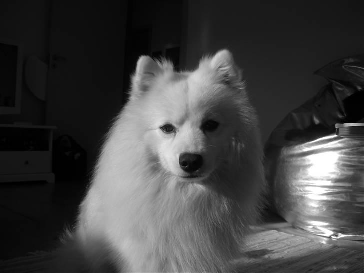 Japansk spids Wilbur billede 20