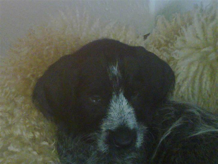 Ruhåret hønsehund Bilde's Donna - 8 uger billede 1