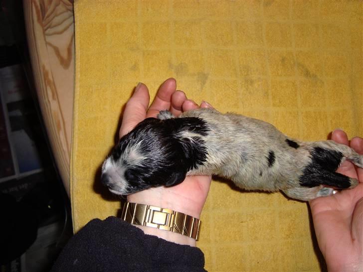 Ruhåret hønsehund Bilde's Donna - Donna som nyfødt billede 2