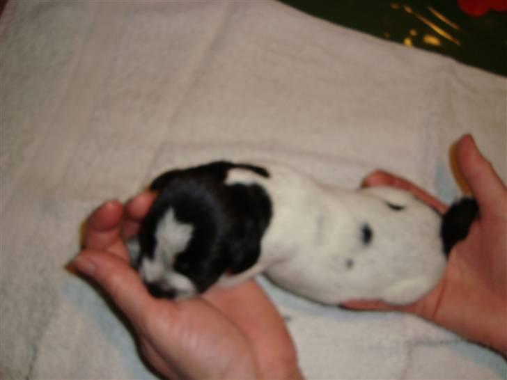 Ruhåret hønsehund Bilde's Donna - 5 dage billede 3